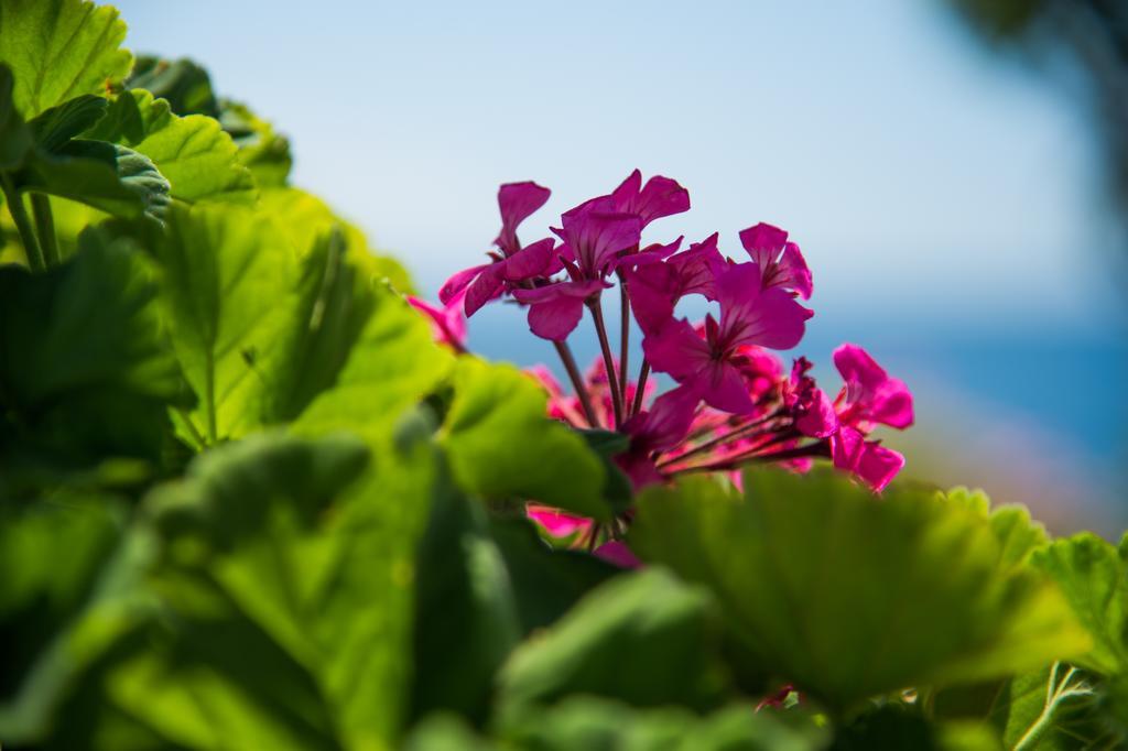 Krouzeri Beach Apartments Nisaki  Pokój zdjęcie
